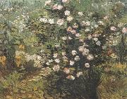 Vincent Van Gogh Rosebush in Blossom (nn04) France oil painting reproduction
